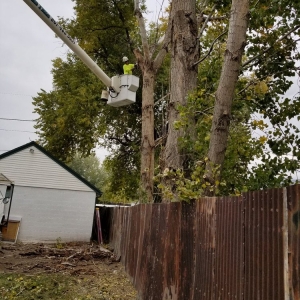 Photo of Timberline Tree & Landscaping