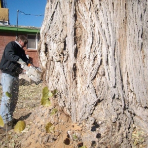 Photo of Timberline Tree & Landscaping
