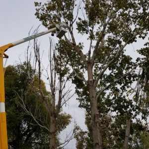 Photo of Timberline Tree & Landscaping