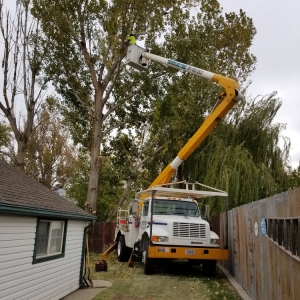Photo of Timberline Tree & Landscaping