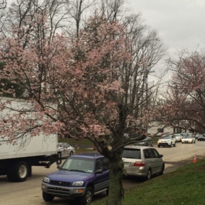 Photo of Hanagan Landscaping