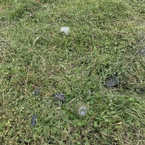 Photo of Custom Care Lawn & Property Services