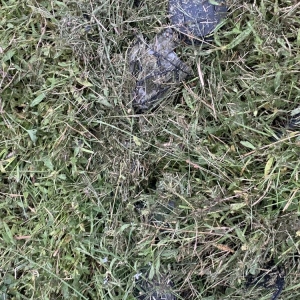 Photo of Custom Care Lawn & Property Services