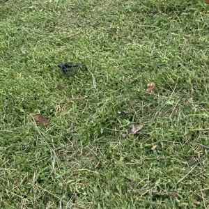 Photo of Custom Care Lawn & Property Services