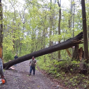 Kingston Springs AB American Tree Services