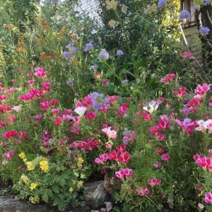 Photo of Garden Gnome Design