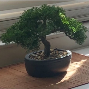 Photo of Bonsai Flooring
