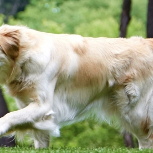 Photo of C No Pet Fence