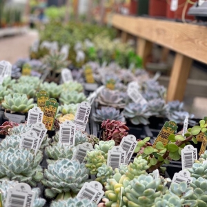 Photo of Hewitt Garden & Design Center