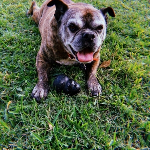 Photo of Jake's Lawn Care