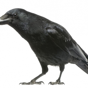Photo of Black Raven Media