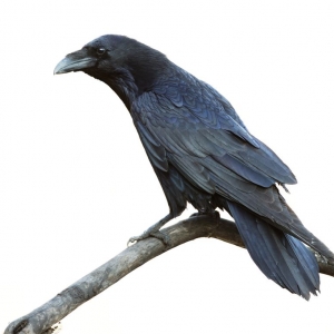 Photo of Black Raven Media