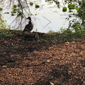 Photo of Lake Katherine Nature Center & Botanic Gardens