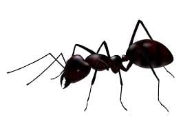 Photo of OPC Pest Services