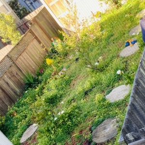 San Francisco Discount Clean-Up Gardening