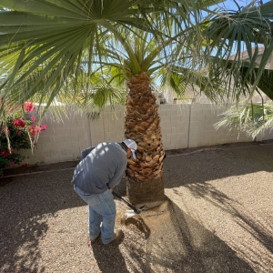 Phoenix Tlacuache Landscaping