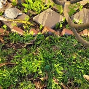 Photo of San Diego Lawns & Turf Company