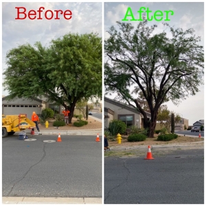 Surprise AZ Tree and Hardscape