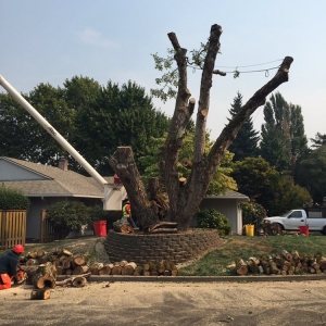 Photo of Quality Tree Service