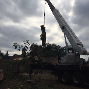 Photo of Quality Tree Service