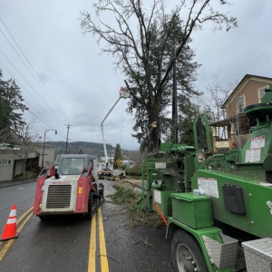 Photo of Quality Tree Service