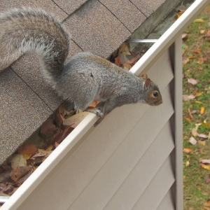 Photo of Bresnahan Rain Gutter Cleaning