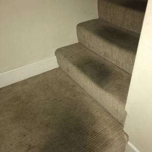 Photo of Rob's Organic Carpet Cleaning