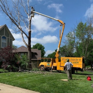 Photo of Creek Tree Service