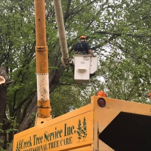 Photo of Creek Tree Service