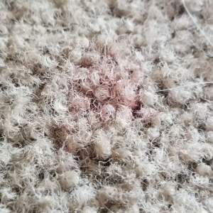 Photo of Earley's Carpet Cleaning