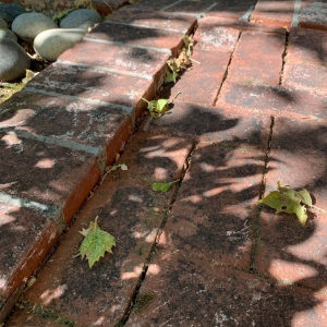 Photo of Concrete Paver Restorations