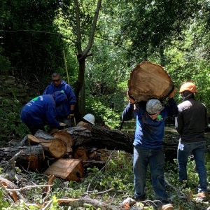 Photo of All Seasons Tree Care