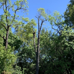 Photo of All Seasons Tree Care