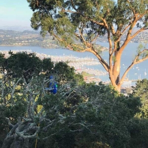 Photo of All Seasons Tree Care