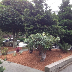 Seattle Urban Jungle
