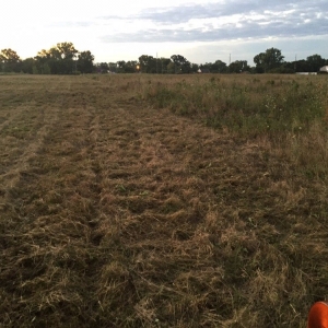 Photo of A1 Bush Hogging & Lawn Service