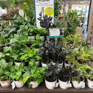 Photo of Armstrong Garden Centers