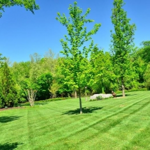 Photo of Premium Lawn Service
