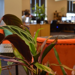 Portland A-VIBE Web Development