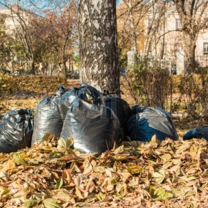Photo of A Plus Lawn Care