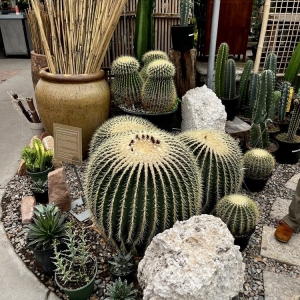 Photo of Cactus & Tropicals