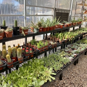 Photo of Cactus & Tropicals