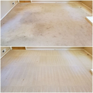 Photo of Elite Carpet Care