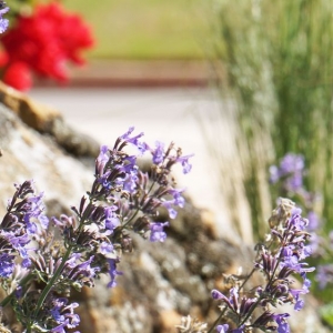 Photo of MasterScapes Lawn Care and Landscaping