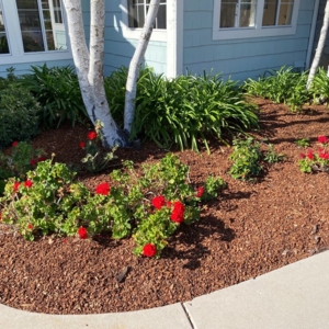 Photo of Montejo Landscaping