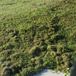 Photo of Arboreal Lawn & Landscape