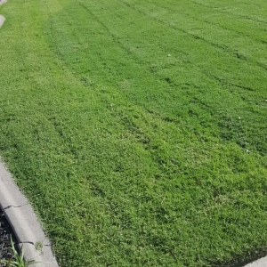 Photo of Arboreal Lawn & Landscape