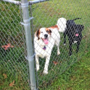 Photo of Harbison Fencing