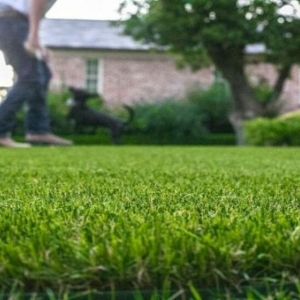 Photo of Magnolia Turf