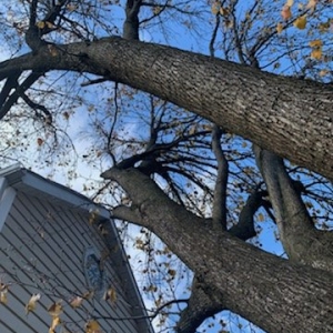 Photo of Julio Tree Service and Landscape